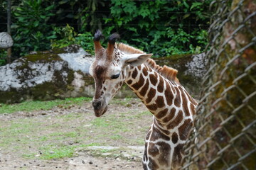 The giraffe (Giraffa camelopardalis) is a unique and majestic African mammal known for its exceptional height, long neck, distinctive coat pattern, and elegant appearance. |長頸鹿