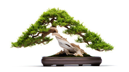 Small tree bonsai isolated on a transparent background, Generative AI