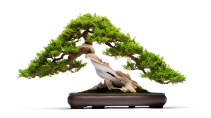 Small tree bonsai isolated on a transparent background, Generative AI