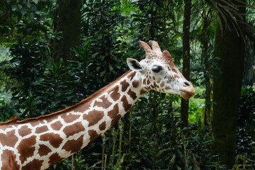 The giraffe (Giraffa camelopardalis) is a unique and majestic African mammal known for its exceptional height, long neck, distinctive coat pattern, and elegant appearance. |長頸鹿