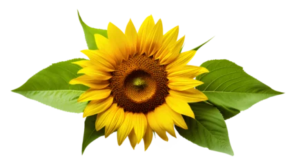 Foto auf Glas sunflower isolated on white background, Generative AI © mizan