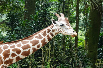 The giraffe (Giraffa camelopardalis) is a unique and majestic African mammal known for its exceptional height, long neck, distinctive coat pattern, and elegant appearance. |長頸鹿