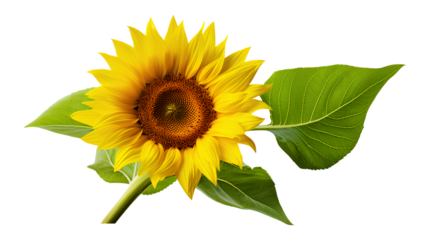 sunflower isolated on a white background, Generative AI