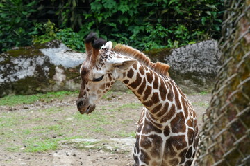 The giraffe (Giraffa camelopardalis) is a unique and majestic African mammal known for its exceptional height, long neck, distinctive coat pattern, and elegant appearance. |長頸鹿