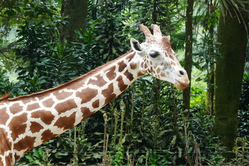 The giraffe (Giraffa camelopardalis) is a unique and majestic African mammal known for its exceptional height, long neck, distinctive coat pattern, and elegant appearance. |長頸鹿
