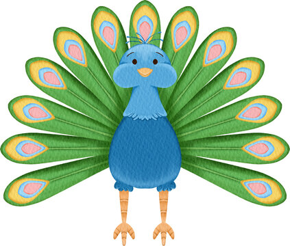 watercolor peacock