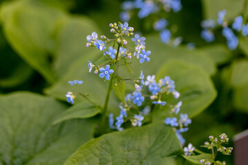 Brunnera macrophylla. Large green leaves and inflorescences with small blue flowers have formed continuous thickets. High quality photo