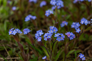 Small blue flowers grow in the garden in summer