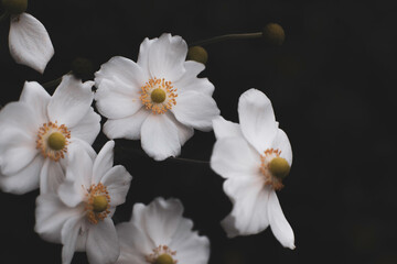 Naklejka na ściany i meble 白い秋明菊の花