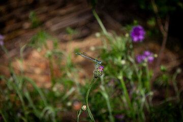 A dragonfly sits on a blue wild flower in tall grass in a meadow in the middle of a forest on a sunny summer day with a blurred focus.