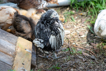 Group of Bantam baby chicks in the yard . High quality photo