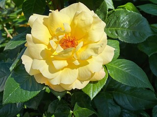 Rose flower yellow beautiful tea rose.