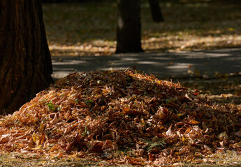 A pile of dry leaves in a park on an autumn day, Ukraine