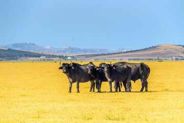 A Herd of Cattle Grazing in a Yellow Field in Ichkeul, Bizerte, Tunisia. North Africa