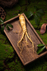Fresh ginseng root, the amazing health benefits of ginseng you need to know, ginseng plant