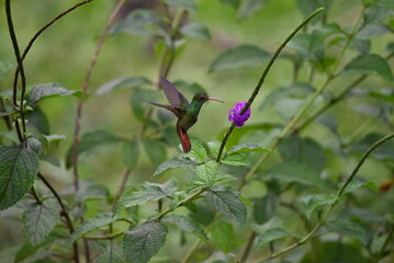 Kolibri in der Natur fliegend HD