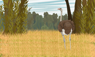 African ostrich stands in tall dry grass near the forest. Wildlife of Africa. Realistic vector landscape.