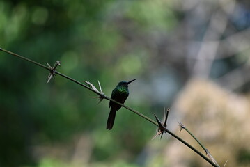 Kolibri in der Natur HD Regenwald © Tobias