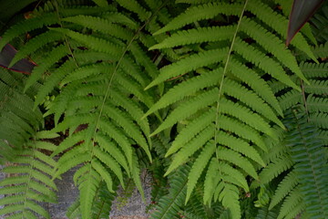 fern leaf background