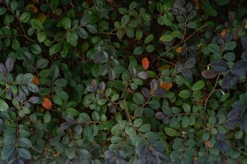 orange and green leaves