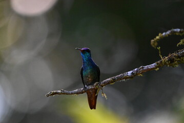 Kolibri in der Natur HD Regenwald © Tobias