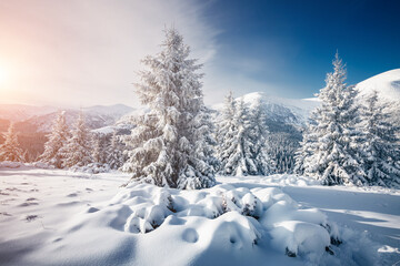 Fototapeta na wymiar Snowy landscape and white spruces trees on a frosty day. Carpathian mountains, Ukraine, Europe.