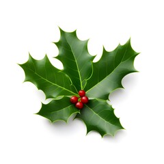 holly leaves and berries