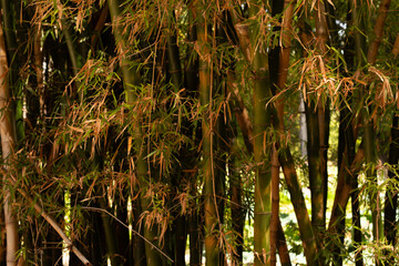  fresh sugarcane in garden.