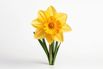 Naklejka na ściany i meble Beautiful Yellow Daffodil Blooming on Isolated White Background - Perfect Spring Flower
