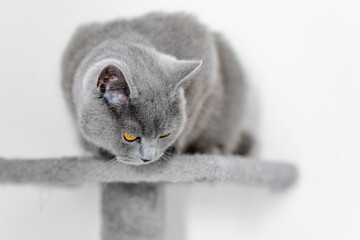 cute grey british short hair cat portrait - obrazy, fototapety, plakaty