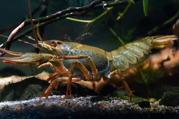 Danube crayfish move on walking legs, cheliped, tergum and telson, gravel substrate, European planted biotope aquarium disorder design, captive adaptable freshwater invasive species, dark background
