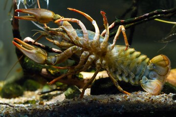 Danube crayfish show belly, walking legs, cheliped, tergum and telson at front glass, European planted biotope aquarium disorder design, captive adaptable freshwater invasive species, dark background