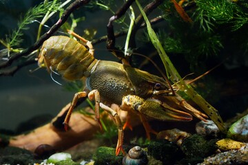 narrow-clawed crayfish crawl on twig, gravel substrate in European planted biotope aquarium, captive domesticated freshwater species, adaptable invasive animal, disorder design, dark background