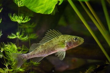 Eurasian ruffe juvenile, aggressive dominant wild freshwater fish, captive omnivore coldwater...