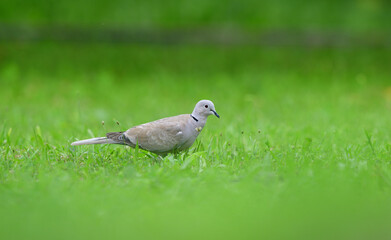 Obraz premium Portrait of Eurasian collared dove that eating seeds in the grass
