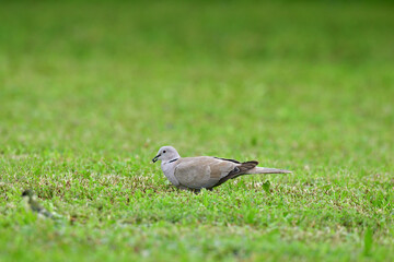 Portrait of Eurasian collared dove that eating seeds in the grass