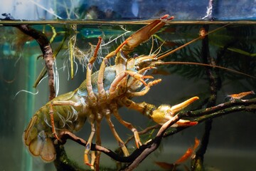 Turkish crayfish move claw on driftwood twig, predator animal, sakura shrimp, hornwort plant, European planted biotope aquarium disorder design, captive high adaptable freshwater invasive species
