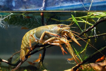 Turkish crayfish rest on driftwood twig, predator animal, sakura shrimp, hornwort plant, European planted biotope aquarium disorder design, captive high adaptable freshwater invasive species