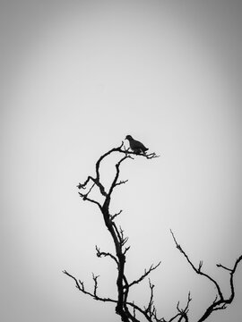 silhouette of a spotted dove on tree branch