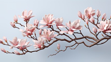Pink Magnolia Flower Isolated On White, HD, Background Wallpaper, Desktop Wallpaper