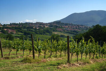Fototapeta na wymiar Vineyards near San Gemini, Umbria, Italy