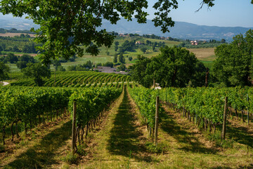 Fototapeta na wymiar Vineyards near San Gemini, Umbria, Italy