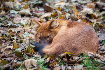 The Red Wolf Dhole (lat. Cuon alpinus).
The red wolf, or mountain wolf, is a predatory mammal of the canid family, which is under threat of extinction. - 679717948