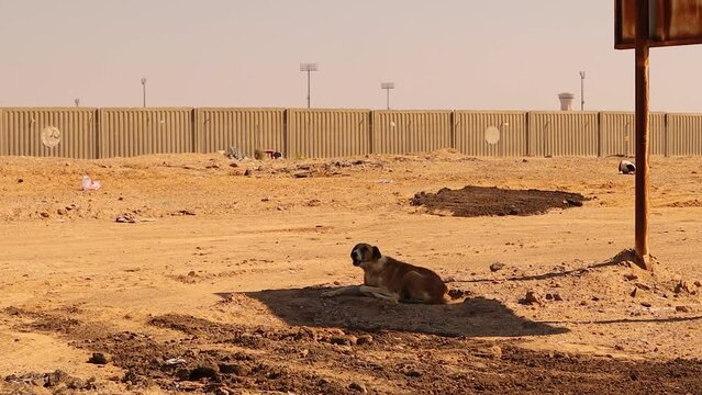 Stray dog barks at me when I enter its area, and at the same time the dog feels very hot, so it sits in the shade. There was no attack by the dog, We are in the Rub' al-Khali desert