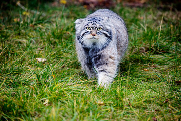 Manul, or Pallas's cat, or wild cat.
This is a wild cat that lives in Central and Central Asia. - 679718972