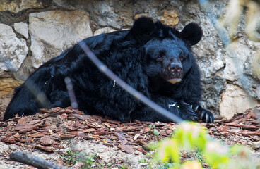 Asiatic black bear.
The Himalayan bear, or white-breasted bear, or black Himalayan bear, or black Ussuri bear is a species of mammals from the order of carnivores.   - 679719512