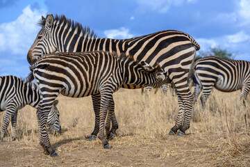 Young zebra in the savannah drinking milk from its mother