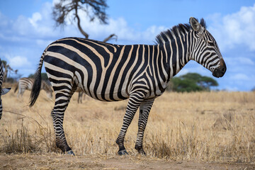 Fototapeta na wymiar zebra in the serengeti