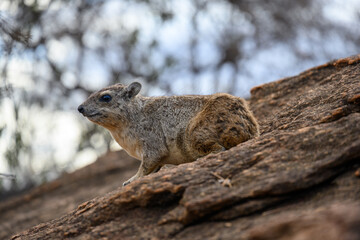 Rock hyrax sitting on a rock