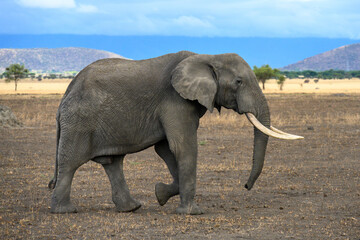 Fototapeta na wymiar Elephant in the wild with mountains in the background and a cloudy sky
